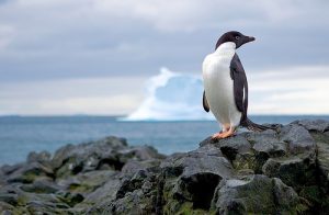 Quark Expeditions