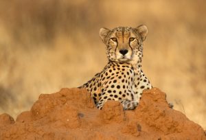 Tanzania-Experience
