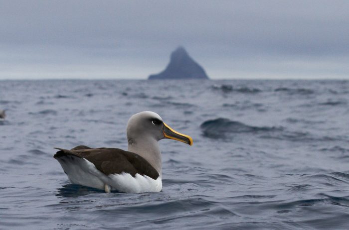 Birding Down Under
