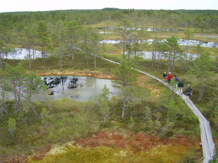 Bog Trekking in Laahemaa National Park, Estonia