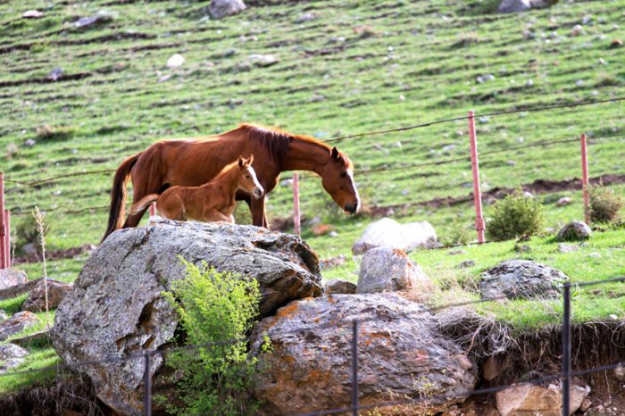 Kyrgyzstan: Beautiful Horses in Alamedin gorge 