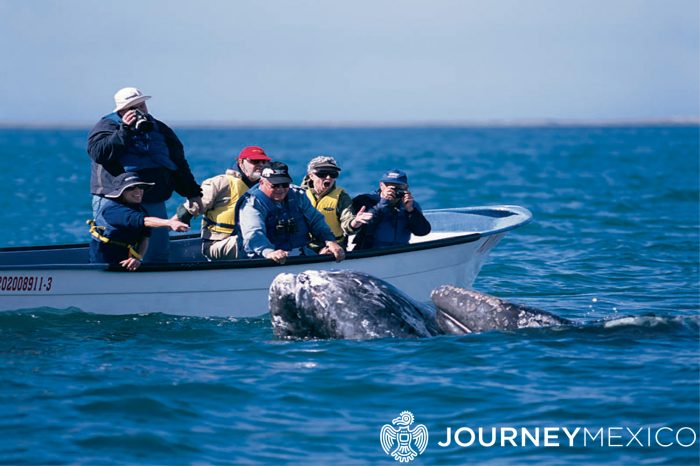 Baja Multisport: Gray Whales, Sea Kayaking and Hiking