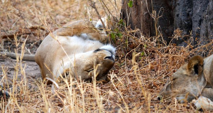 Wildlife Photos from Just 3 Days on Safari!