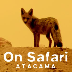 On Safari Atacama