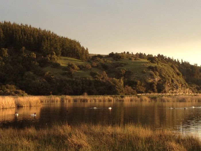 Birdwatching in the Maule Region