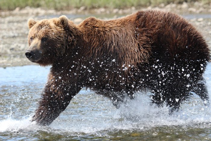 Bear Splash - Julie Dodds