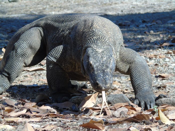 The Mighty Komodo Dragon