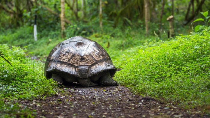 Viewing Giant Land Tortoise in the Wild, in the Highlands of Santa Cruz Island, Galapagos Islands