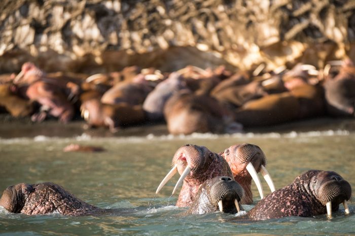 Five Spectacular Wildlife Encounters in Just 36 Hours