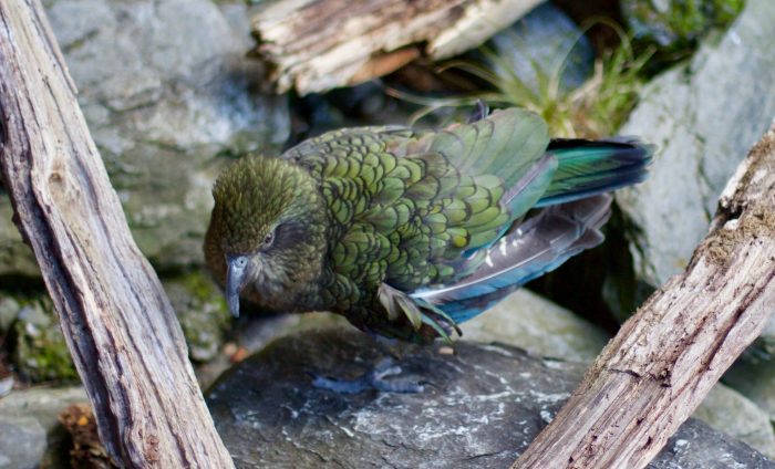 The world’s only alpine parrot