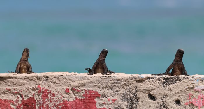 Iguana aerobics session in full swing on San Cristobal in the Galapagos.
