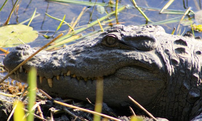 Never smile at a Crocodile - Chitwan, Nepal