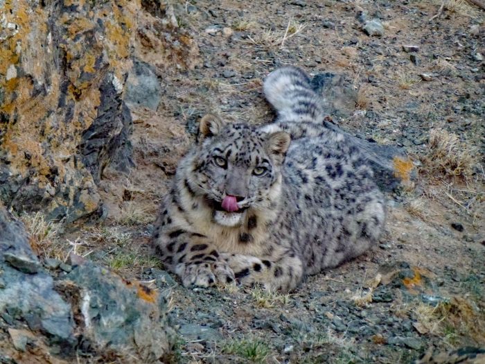 The Snow Leopard - Ghost of the Mountains