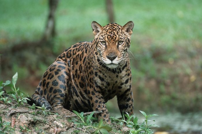 Jaguar in Manu National Park