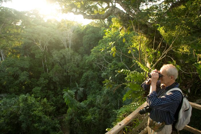 A True Paradise for Birdwatchers with More than 1000 Species. Manu National Park – Madre de Dios