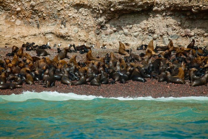 Ballestas Islands, An Important Sanctuary for Marine Fauna. Paracas – Ica