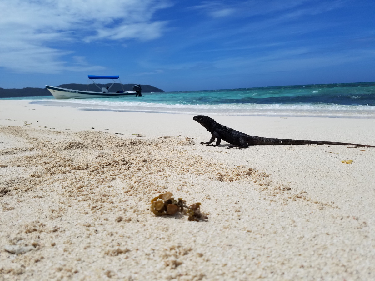 Endemic Iguana from Roatan, Honduras