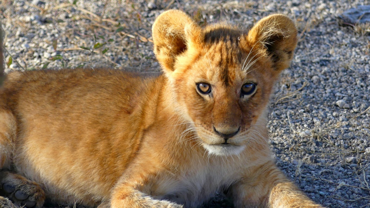 Safaris You'll Fall In Love With