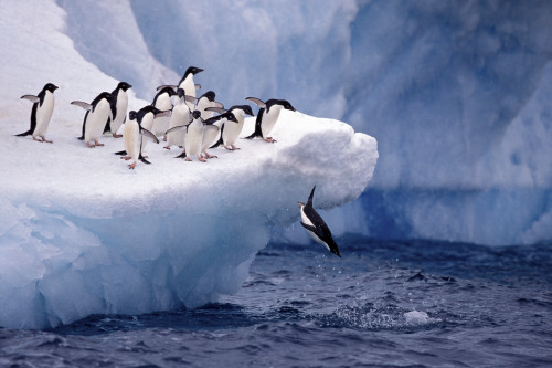 Polar Latitudes- Antarctica