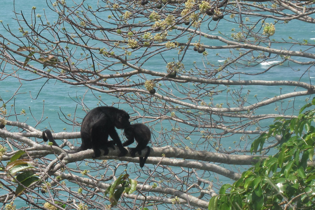 Howler Monkeys by Forth San Lorenzo