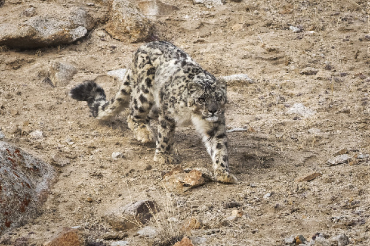 Snow Leopard a.k.a Grey Ghosts of Himalaya are very rare to find