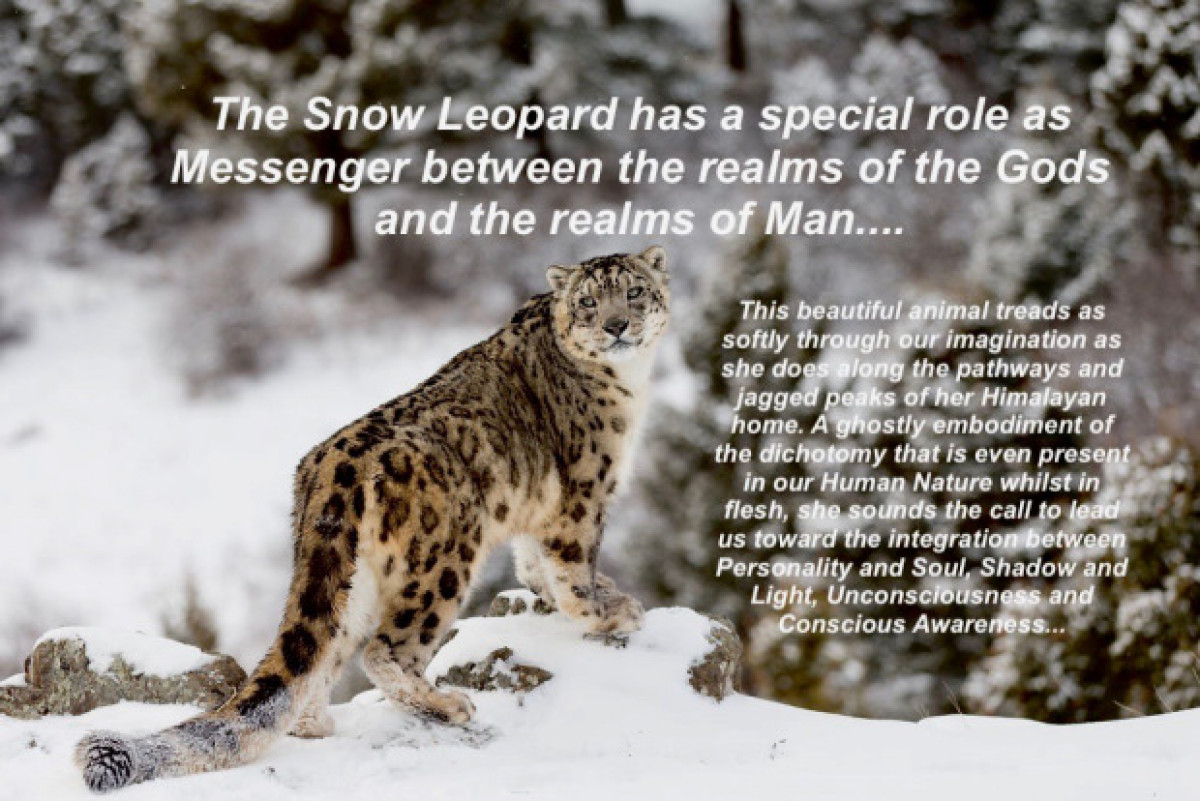 Search For The Snow Leopard- Ghost of the Mountains » Adventure