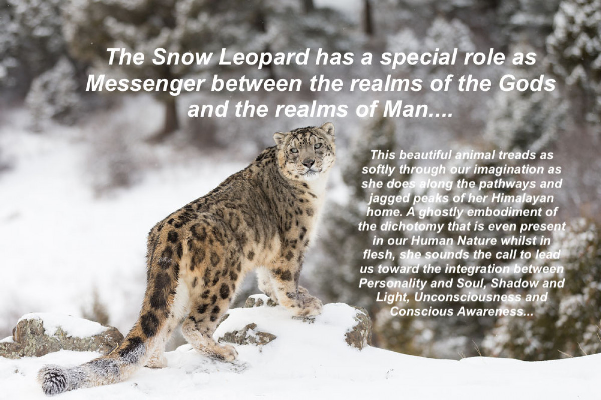 Snow Leopard- "Ghost of the Mountains"