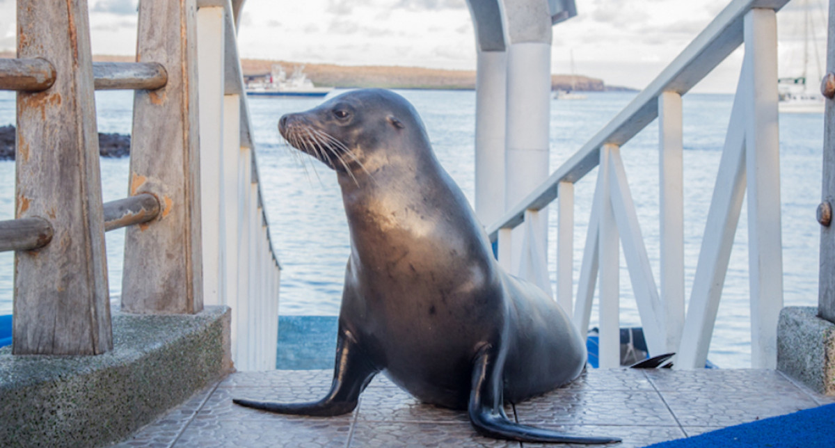 Galapagos Island Wildlife