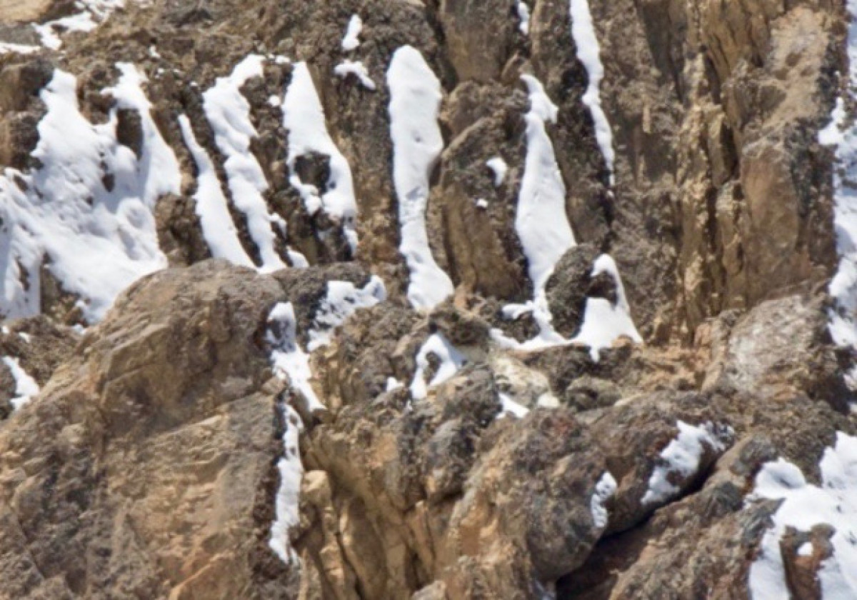 Snow Leopard a.k.a Grey Ghosts of Himalaya are very rare to find