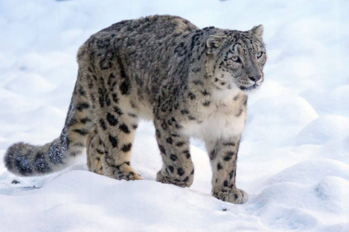 Snow Leopard a.k.a Grey Ghosts of Himalaya are very rare to find