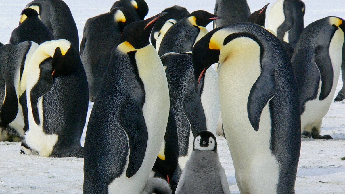 Antarctica Redefines "Getting Away"