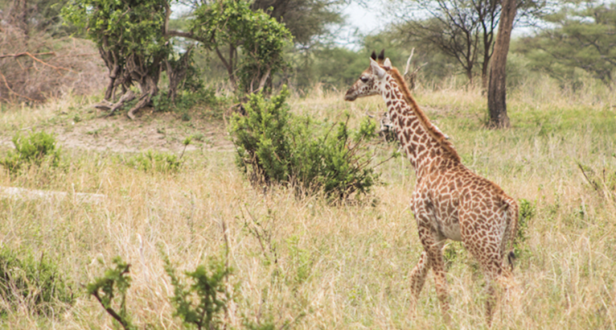 Tanzania Safari