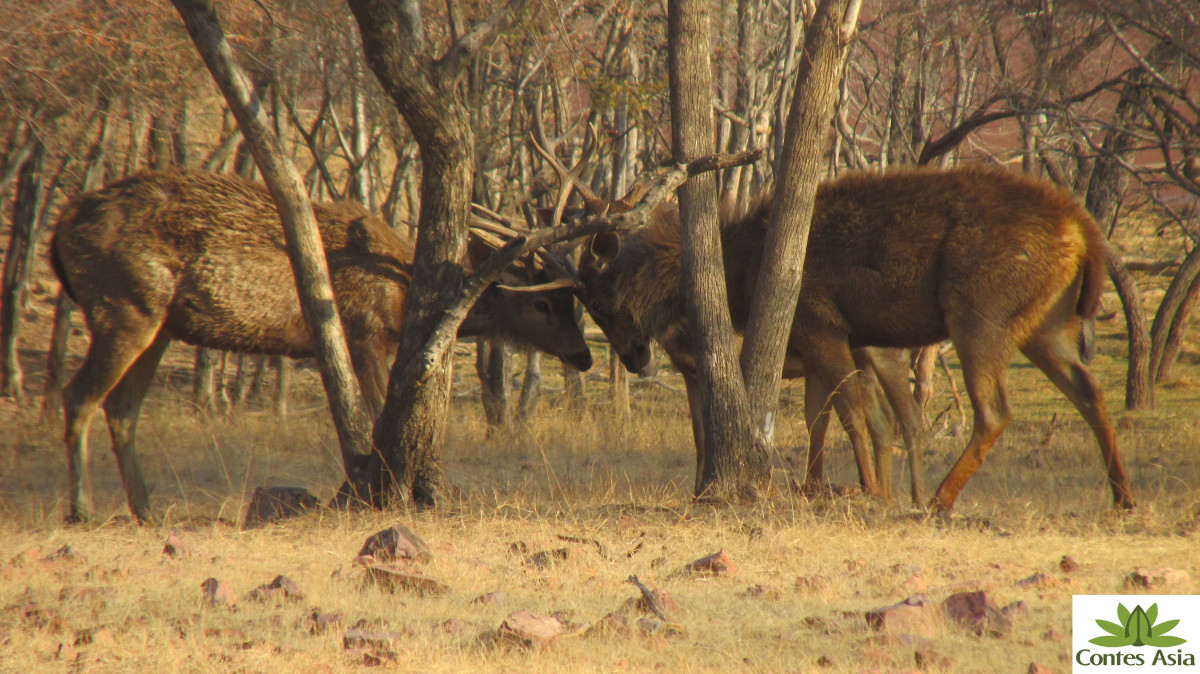 Sambar Deer – Rusa unicolor. The Sambar Deer is often confused with the Elk due to the bulky body and long, thin legs.