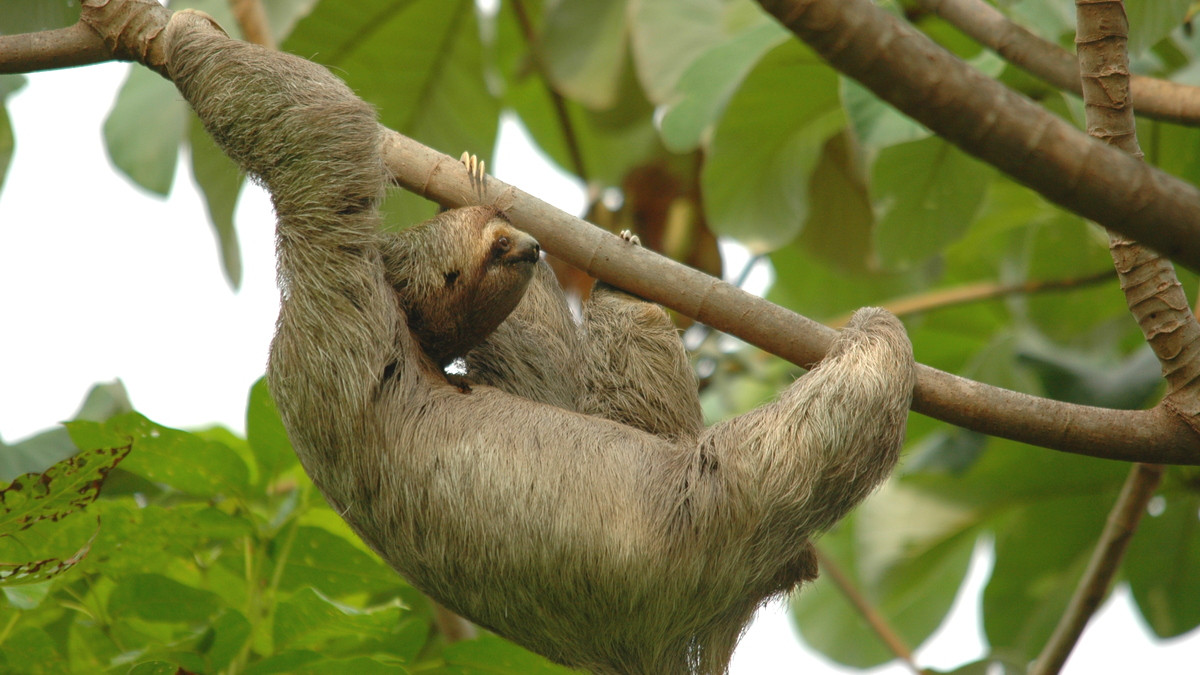 Costa Rica - A Mecca For The Ecologically Minded Traveler