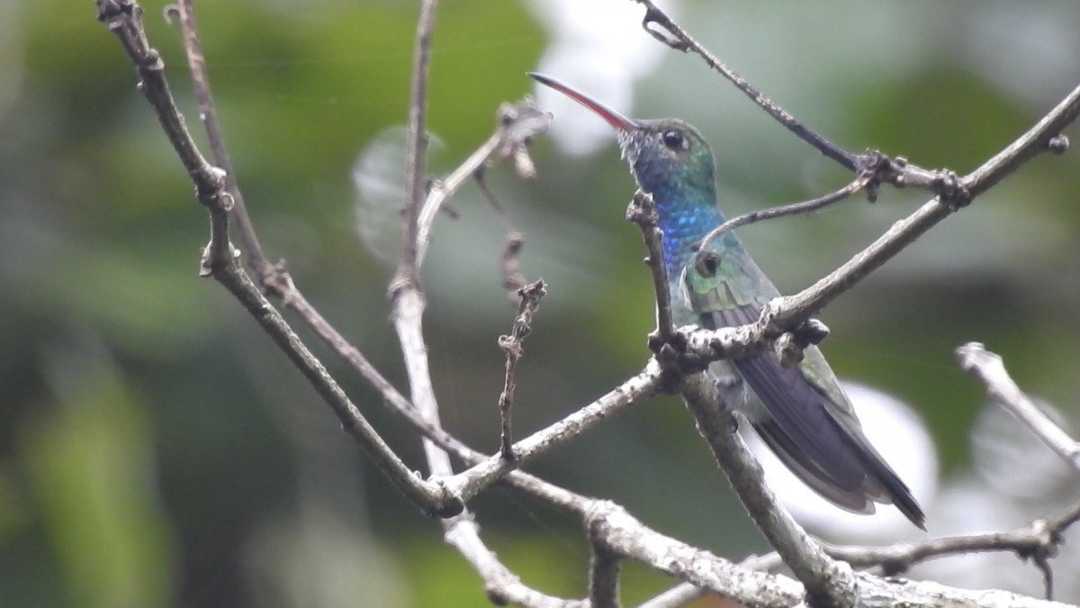 The endemic Honduran Emerald