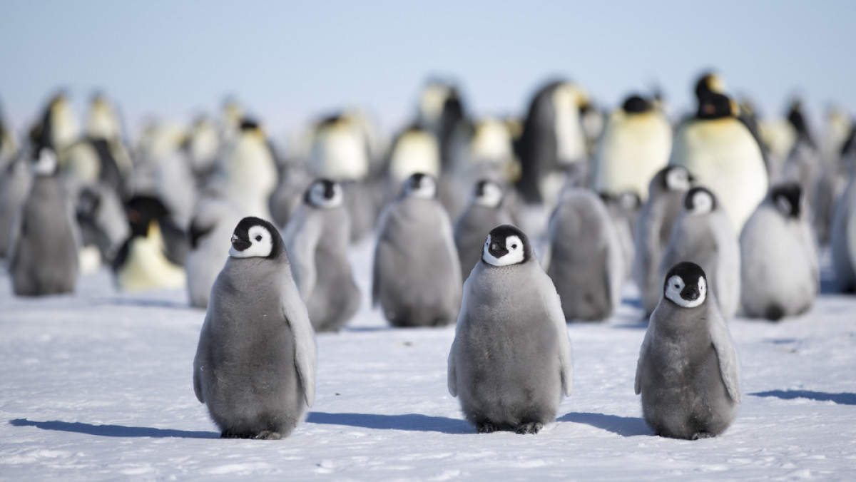 Emperor Penguin Chicks at Gould Bay