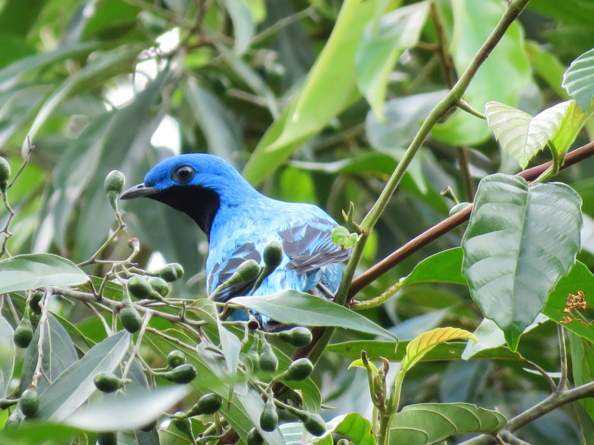 The Lovely Cotinga in Pico Bonito National Park, Honduras