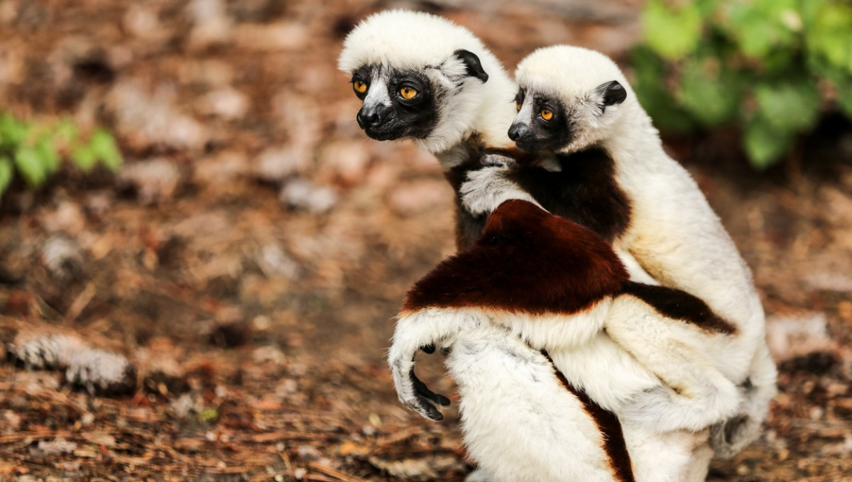 Madagascar - Land Of The Lemurs