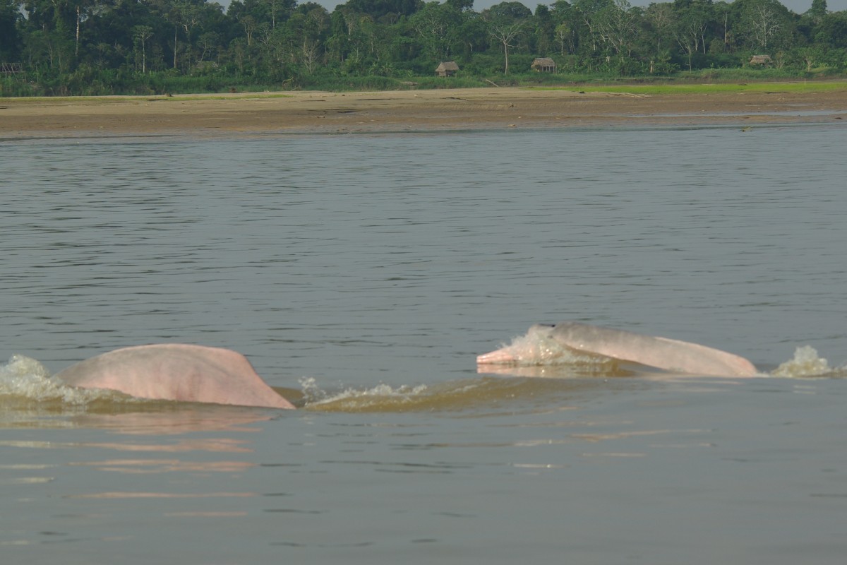 Pink Dolphins Sighting