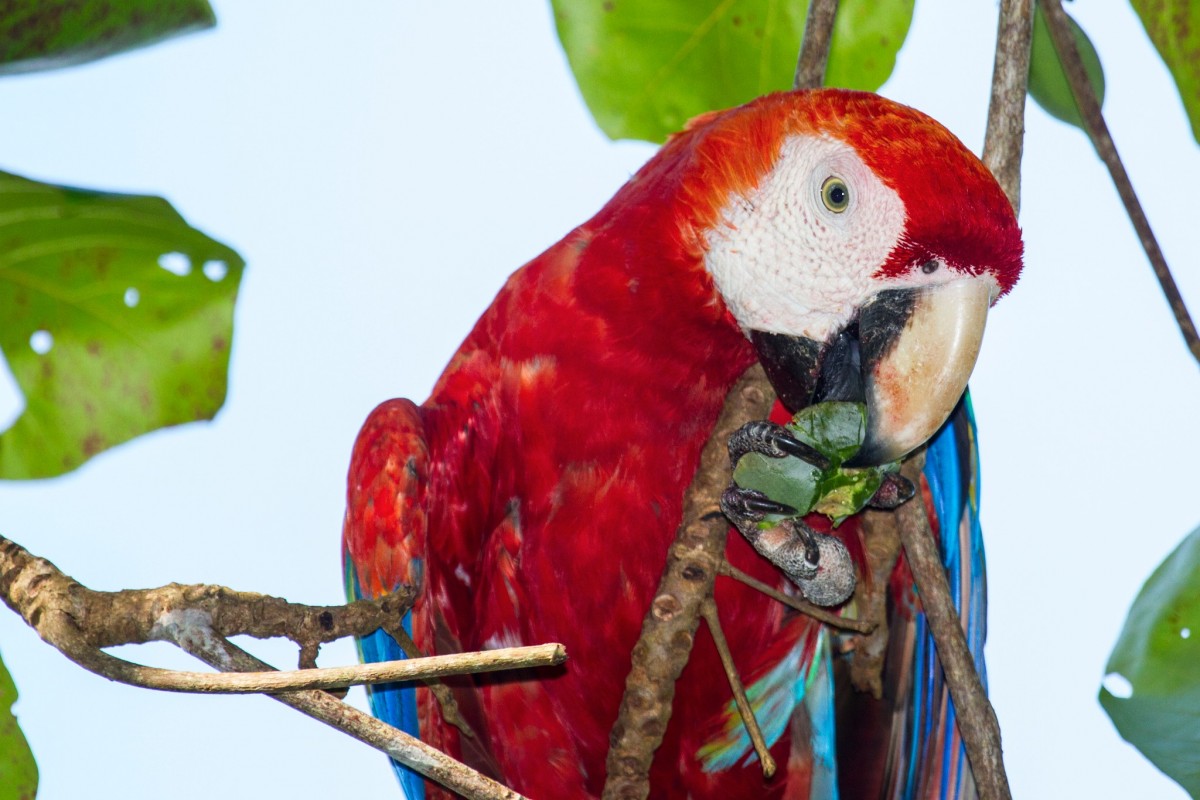 Scarlet Macaw