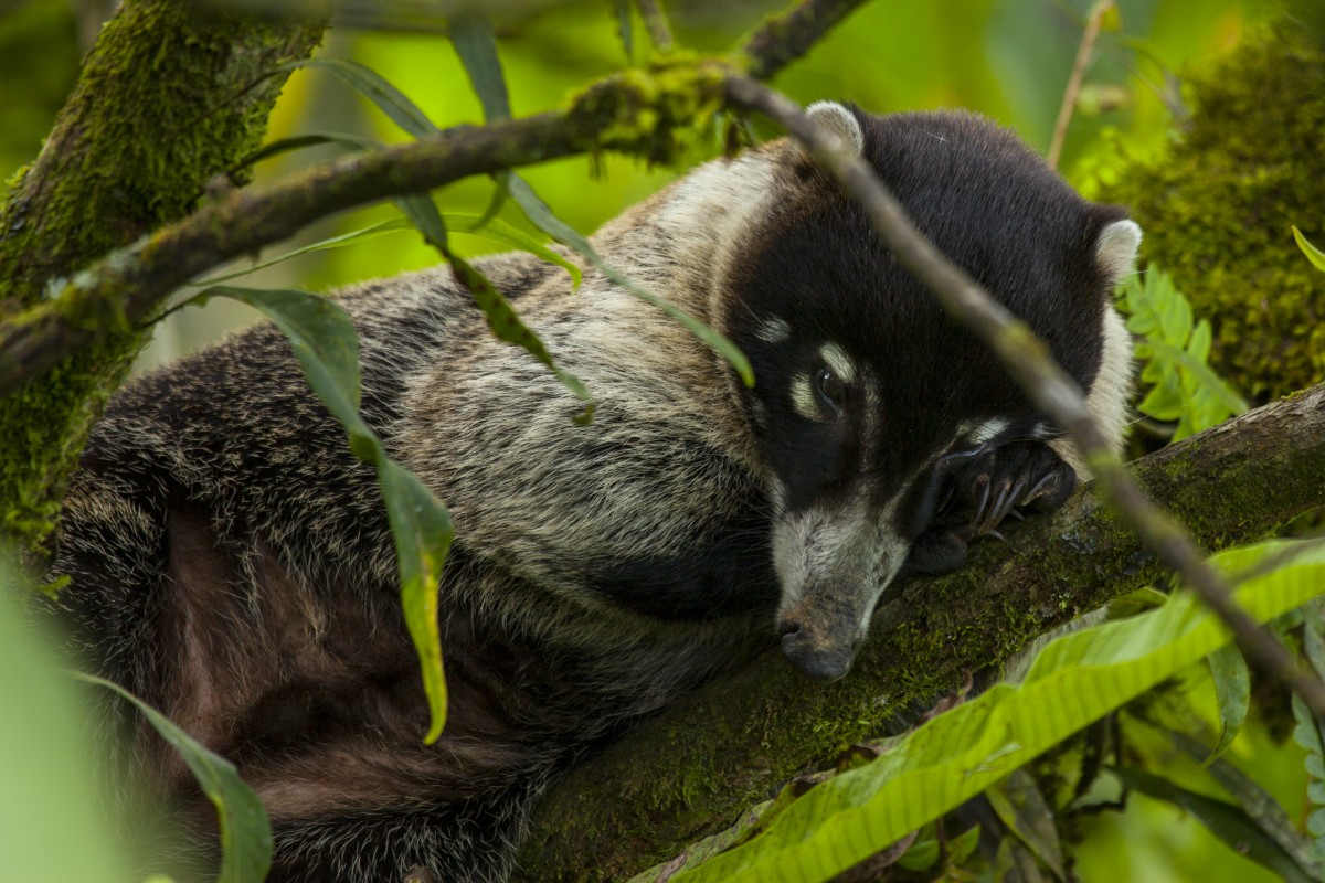 Coati on a tree