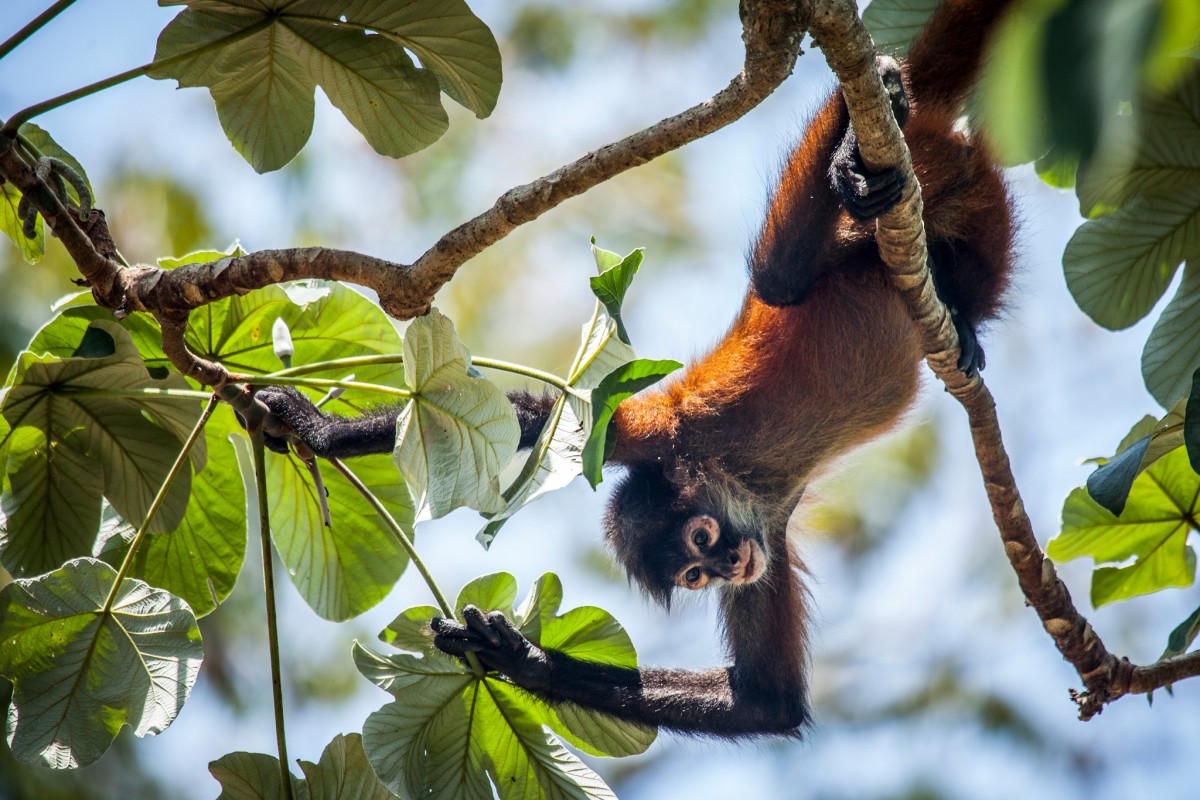 Spider Monkey hanging in a tree