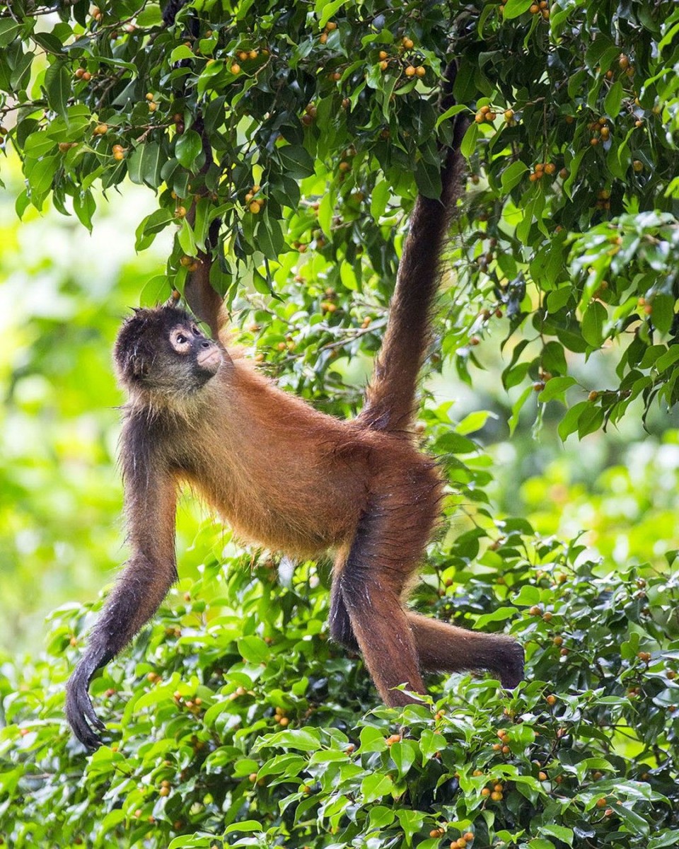 Spidermonkey in the jungle