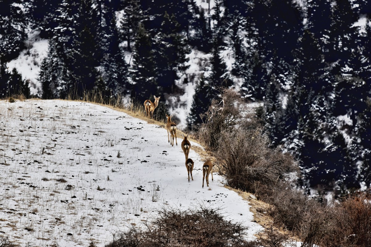 Tiebu Nature Reserve for Sichuan Sika Deer in Ruo'ergai, Aba, Northwest Sichuan, West China