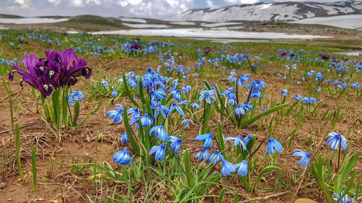 Flora Of Turkey » Adventure.Travel | Inspiring Impactful Travel