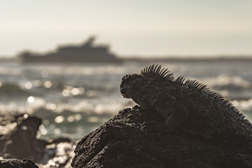Ecoventura - Galapagos