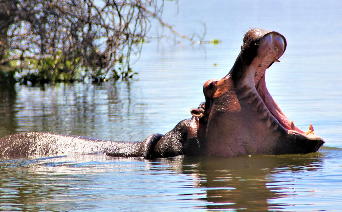 Spotting Hipppos in Lake Naivasha