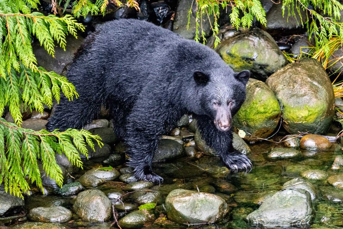 Black Bear on Vancouver Island