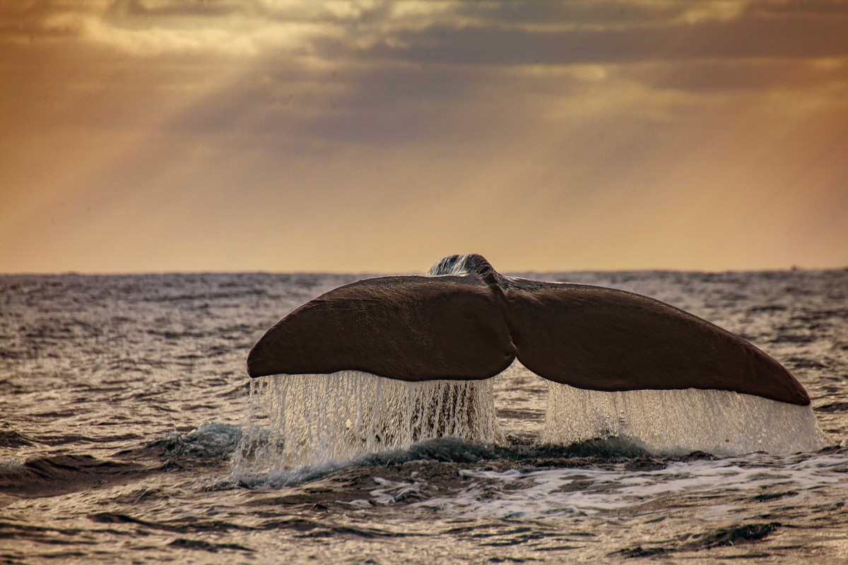 End of the day in the north-atlantic ocean