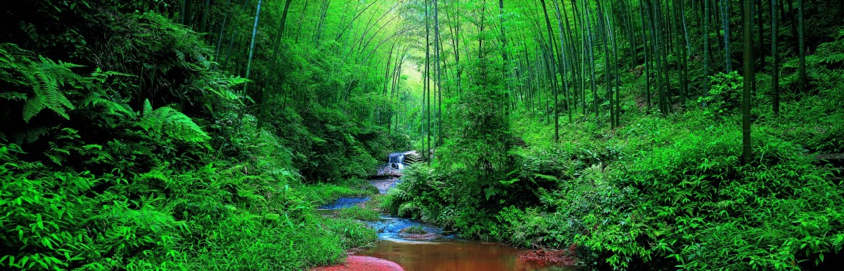 Bamboo Sea in South Sichuan